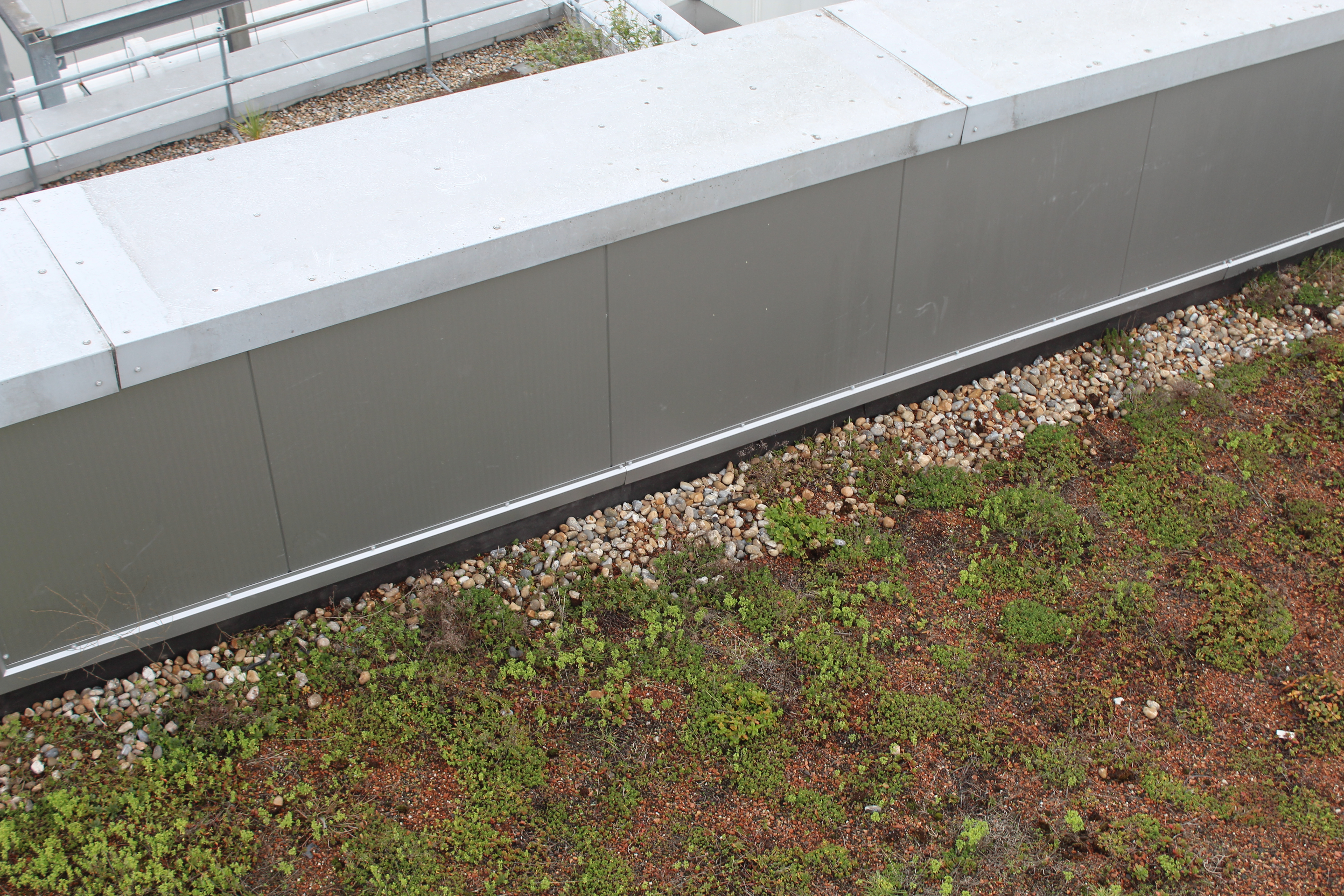  Close up of green roof on Westfield shopping centre london