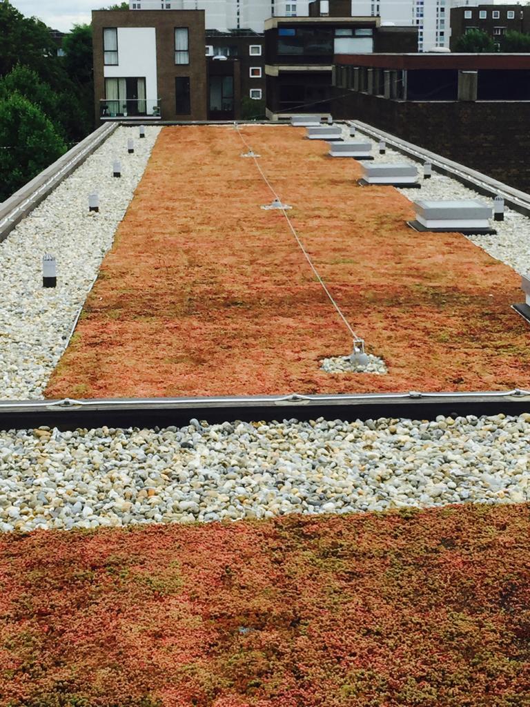 Lillian Baylis green roof - Widopan waterproofing - Green Roofs, Brown Roofs,